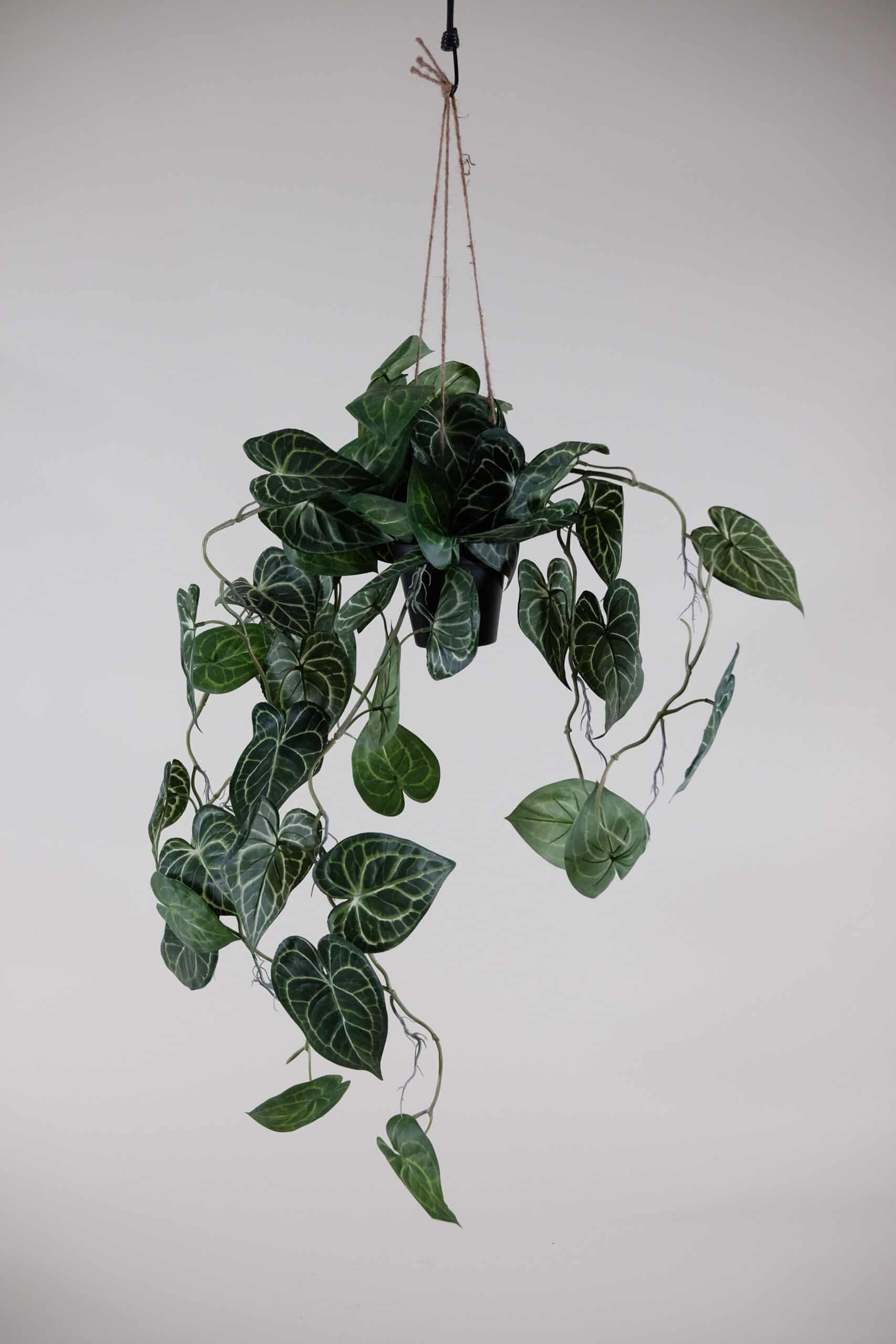 Anthurium